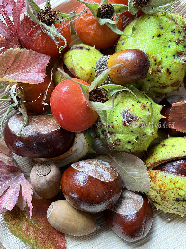 满帧图像堆的欧洲马栗子(Aesculus hippocastanum)的果实，有光泽的棕色种子(七果)与白色疤痕在绿色，刺的情况下，英国橡树(Quercus robur)在cupule橡子，红玫瑰果(山楂，heps)，升高的观点